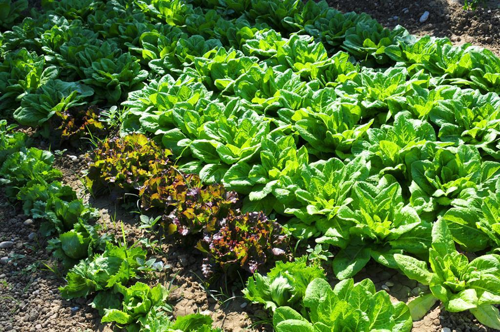 Agriturismo Frontemare 朱利亚诺瓦 外观 照片